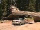 Sequoia National Park (الولايات_المتحدة)